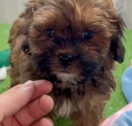 Shih Poo Puppies For Sale - Pilesgrove Pups